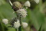 Yuccaleaf eryngo <BR>Northern rattlesnake master